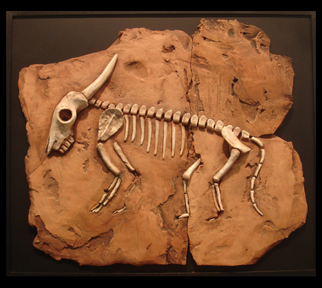 Fossil of the Taurus Crockettensis