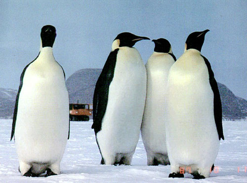 Penguins
