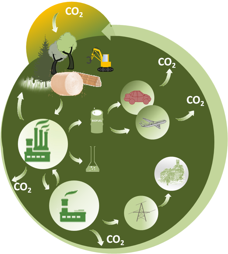 Biomass Renewable Cycle