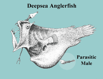 angler fish reproduction